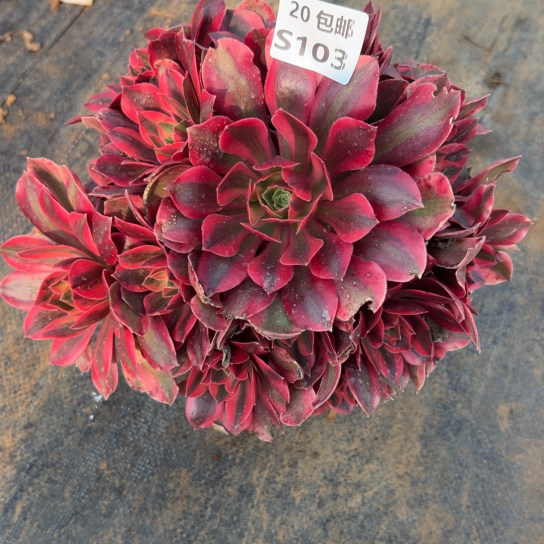 103女妖，满20包邮