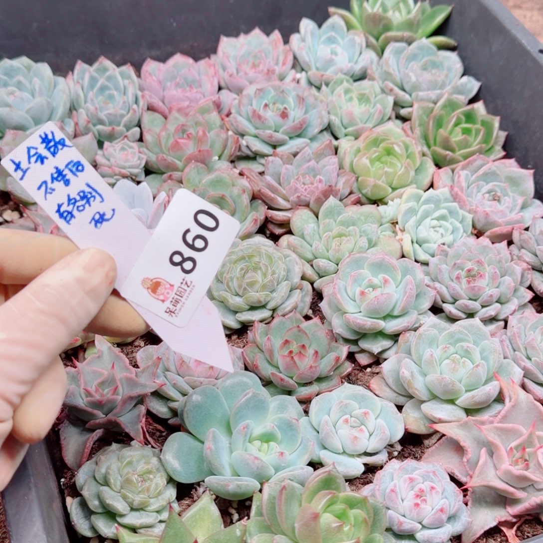 多肉植物多肉植物
