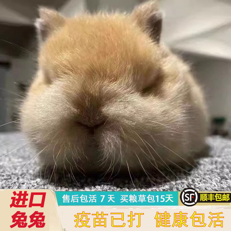  （阿米兔兔）兔子活体宠物兔 美系进口双血统侏儒兔