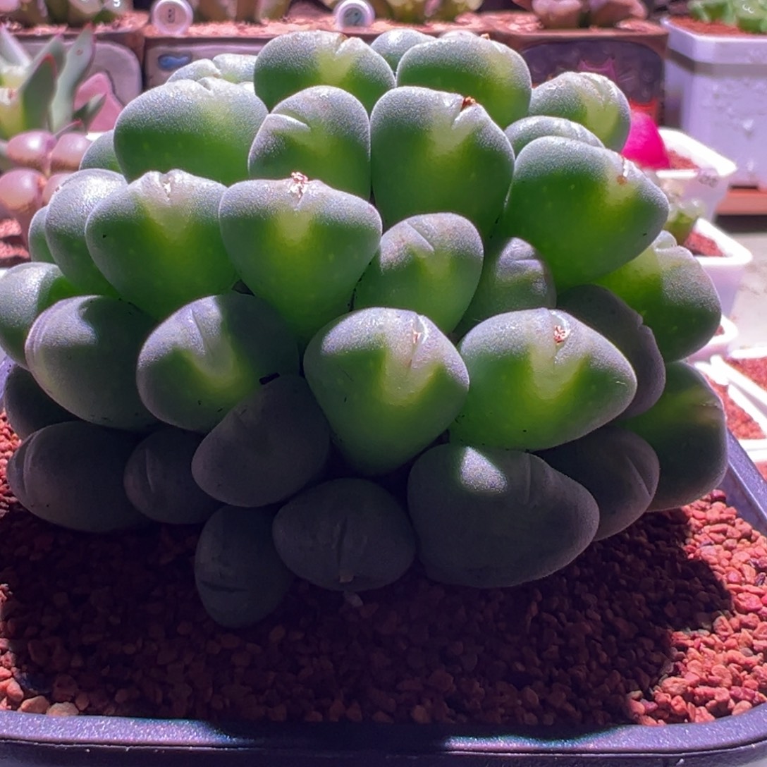 1222，将杂，嘟嘟唇