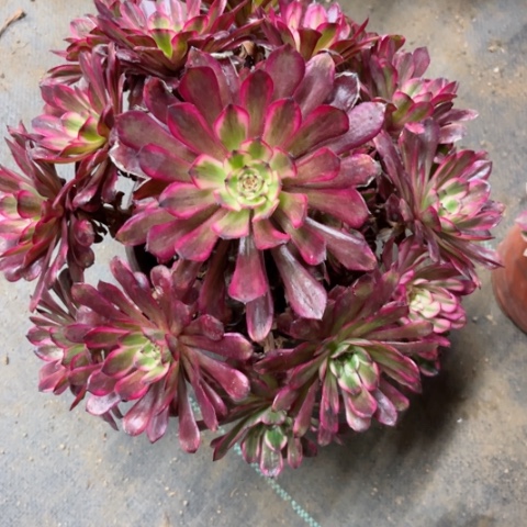 多肉植物红金刚锦