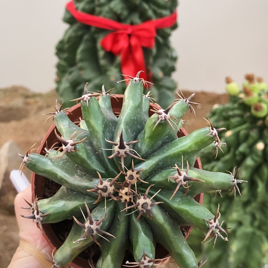 短豪刺巨鹫玉直径10公分左右。   