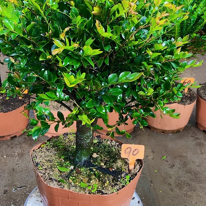 完全开放小叶紫檀亲