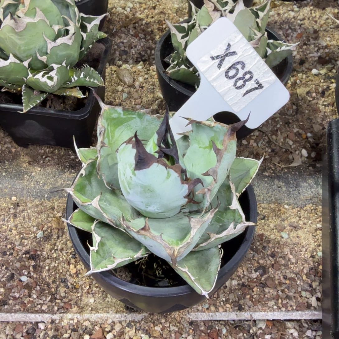 A***M福利蓝鲸一颗脱土发