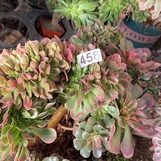 舒***涵多肉植物一个香非