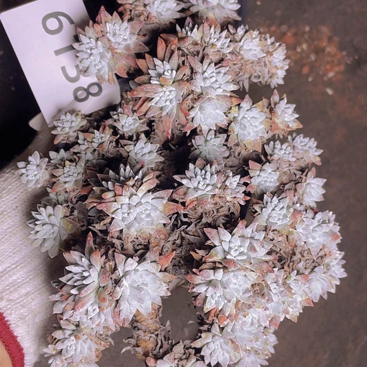 【闪购商品】大白菊