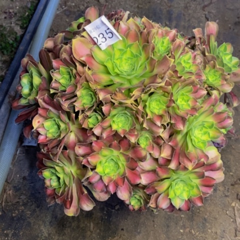 韶华多肉植物2357