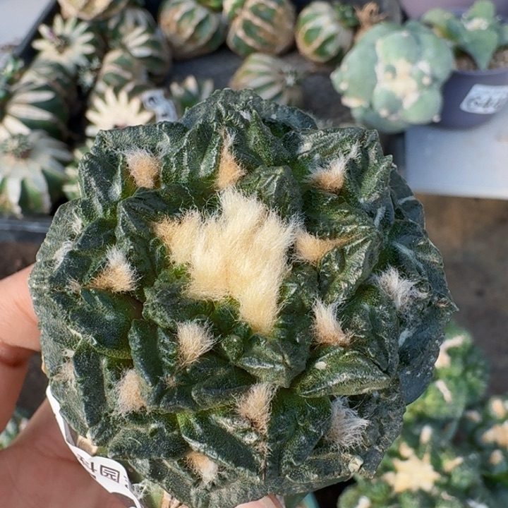 594苗接叉尤龟甲牡丹仙人球