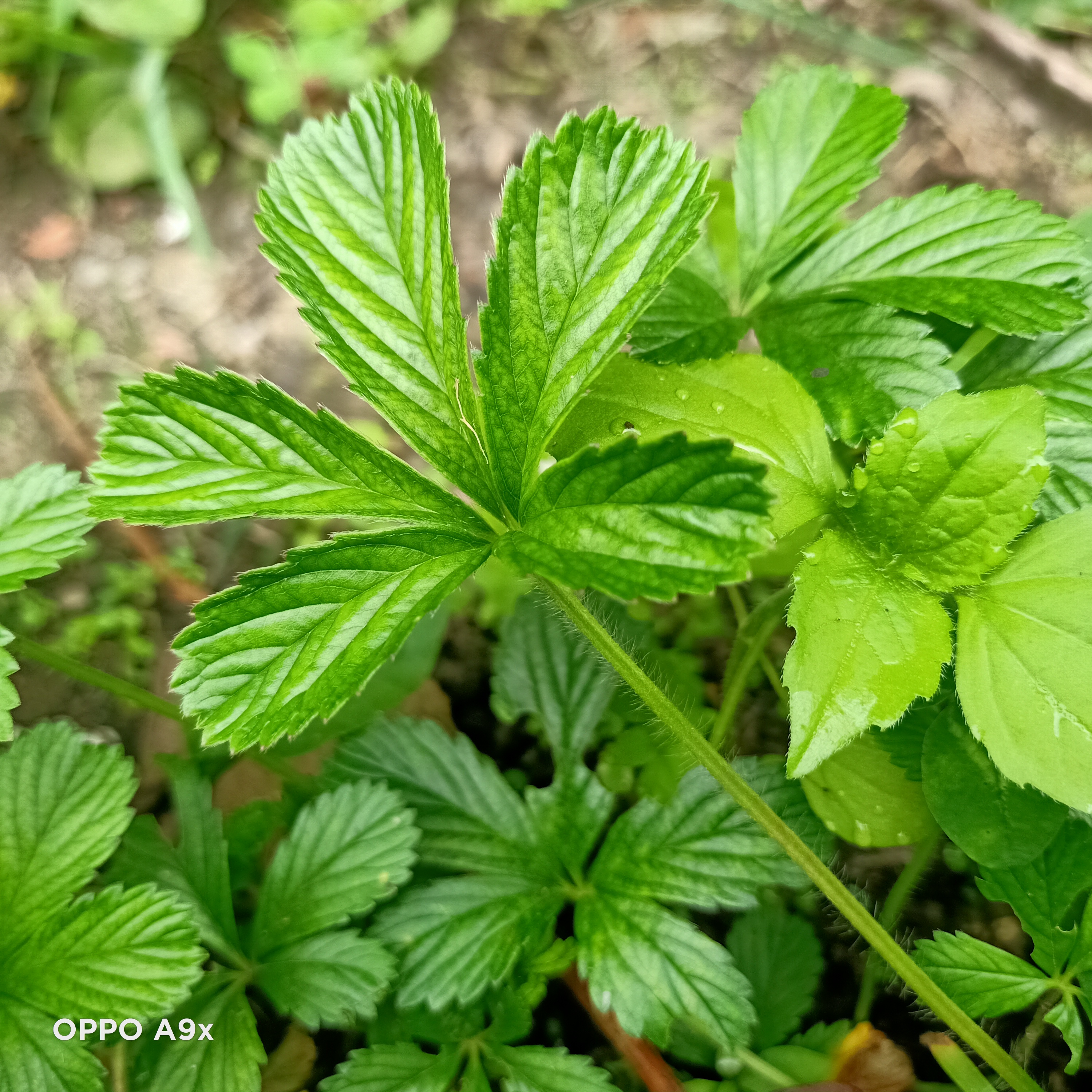 绿植一物一拍链接
