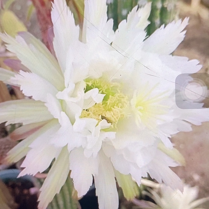 鹦鹉高12厘米带根毛花柱