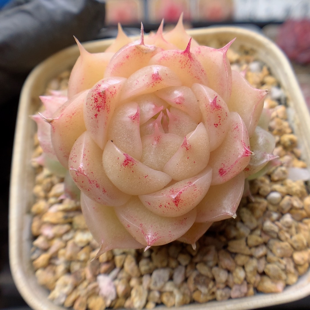 多肉植物。 麦秆101