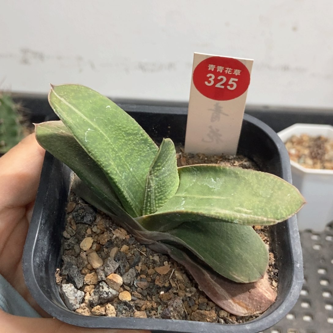 拉丝卧牛锦一颗仙人球