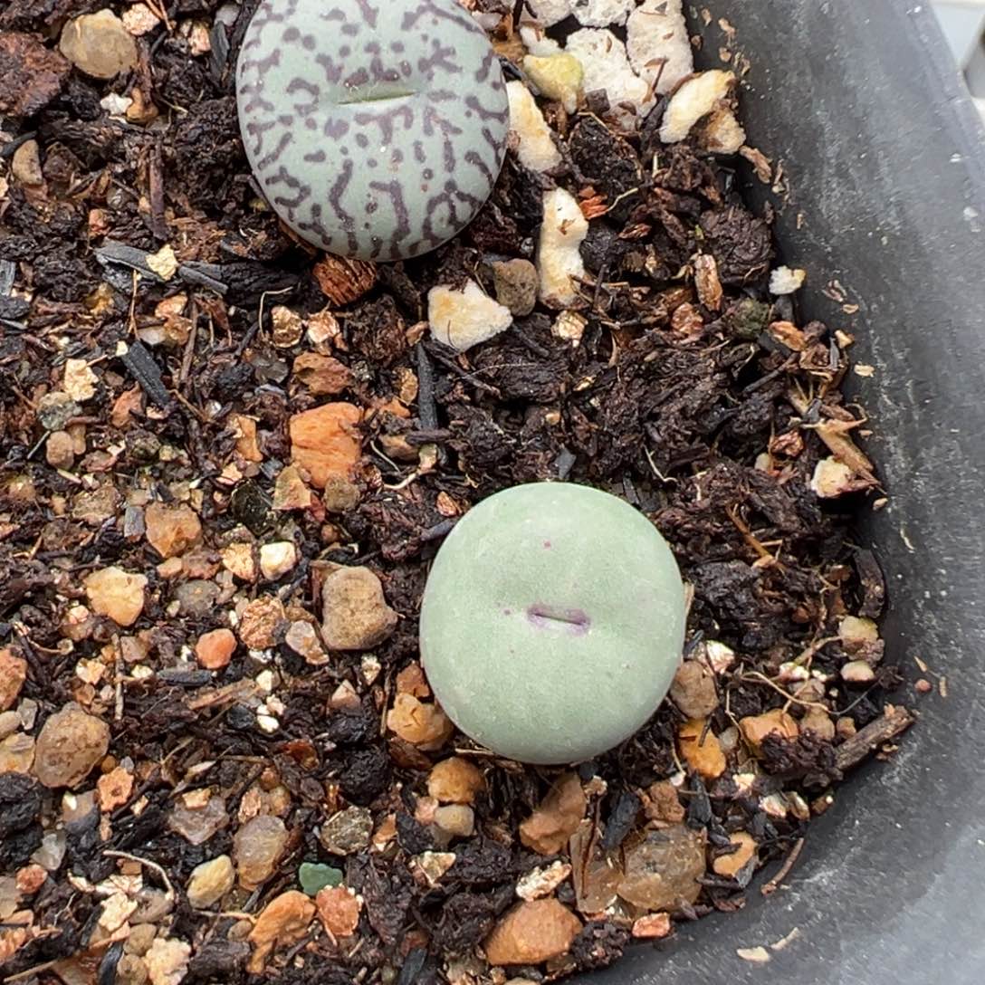 1.17好看的多肉370