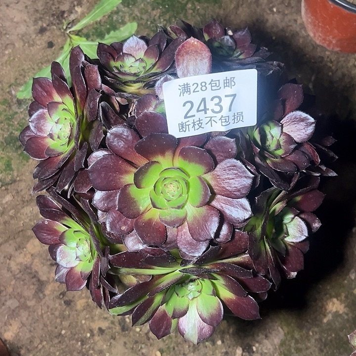 2437黑美人多肉植物