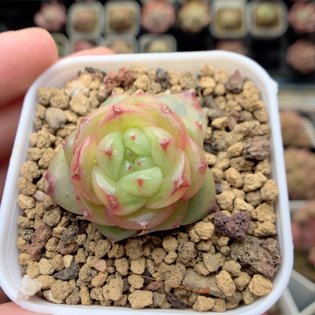 E35 ，20包邮两天凑单偏远不发货