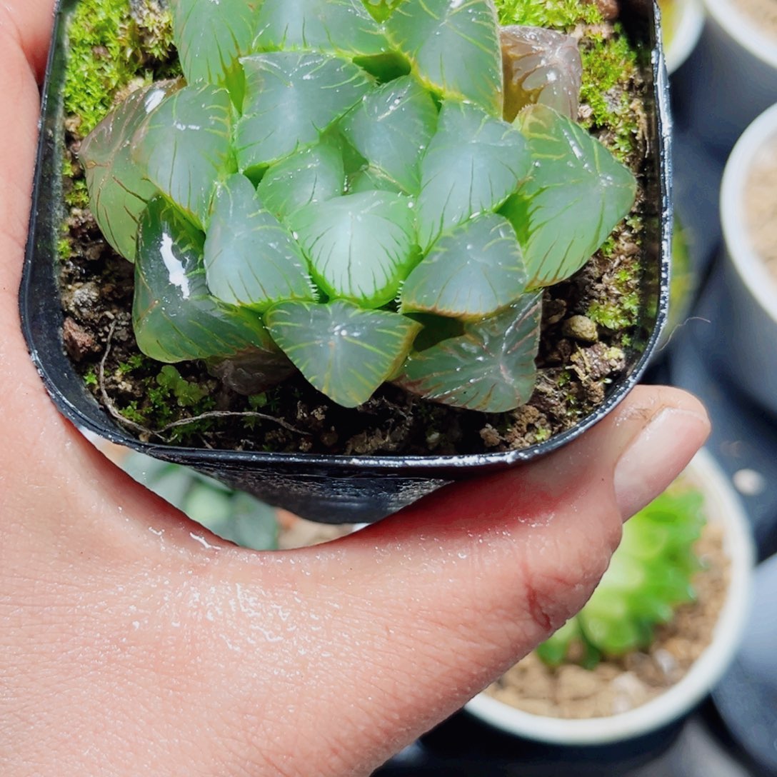 蓝赤线多肉植物6666