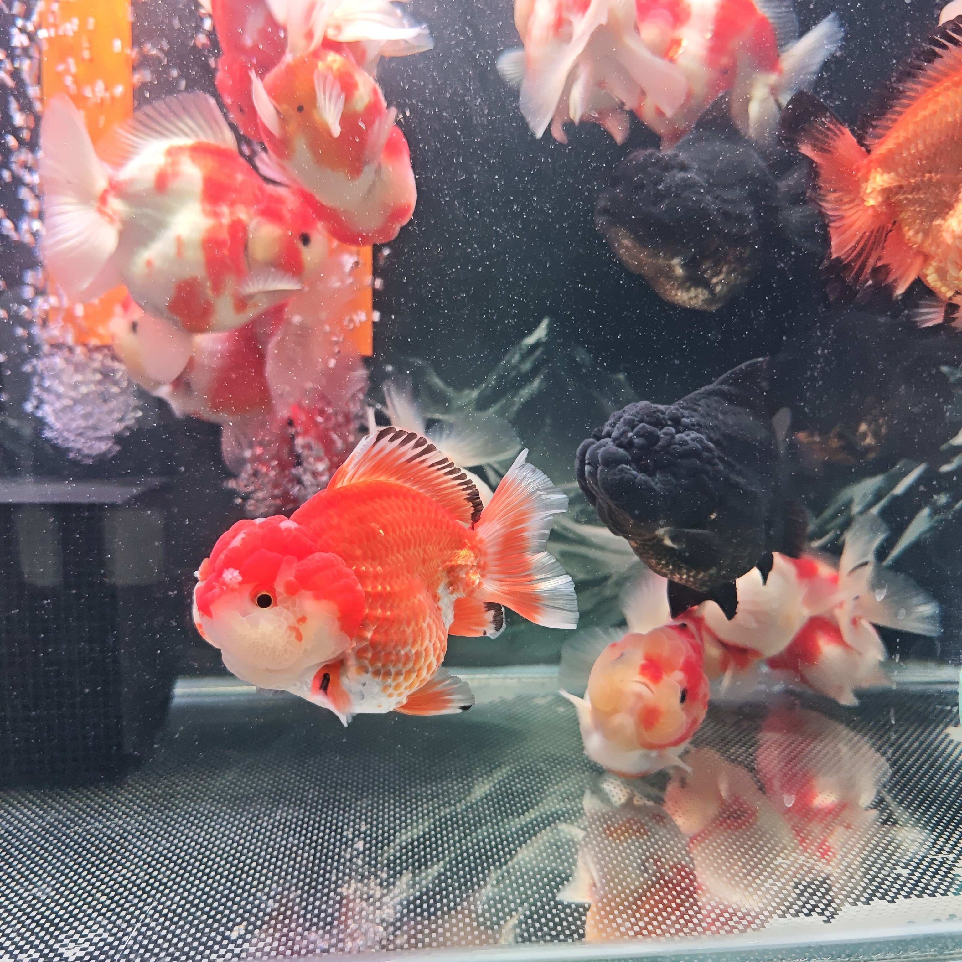 好养耐活招财的泰狮金鱼活体冷水观赏鱼