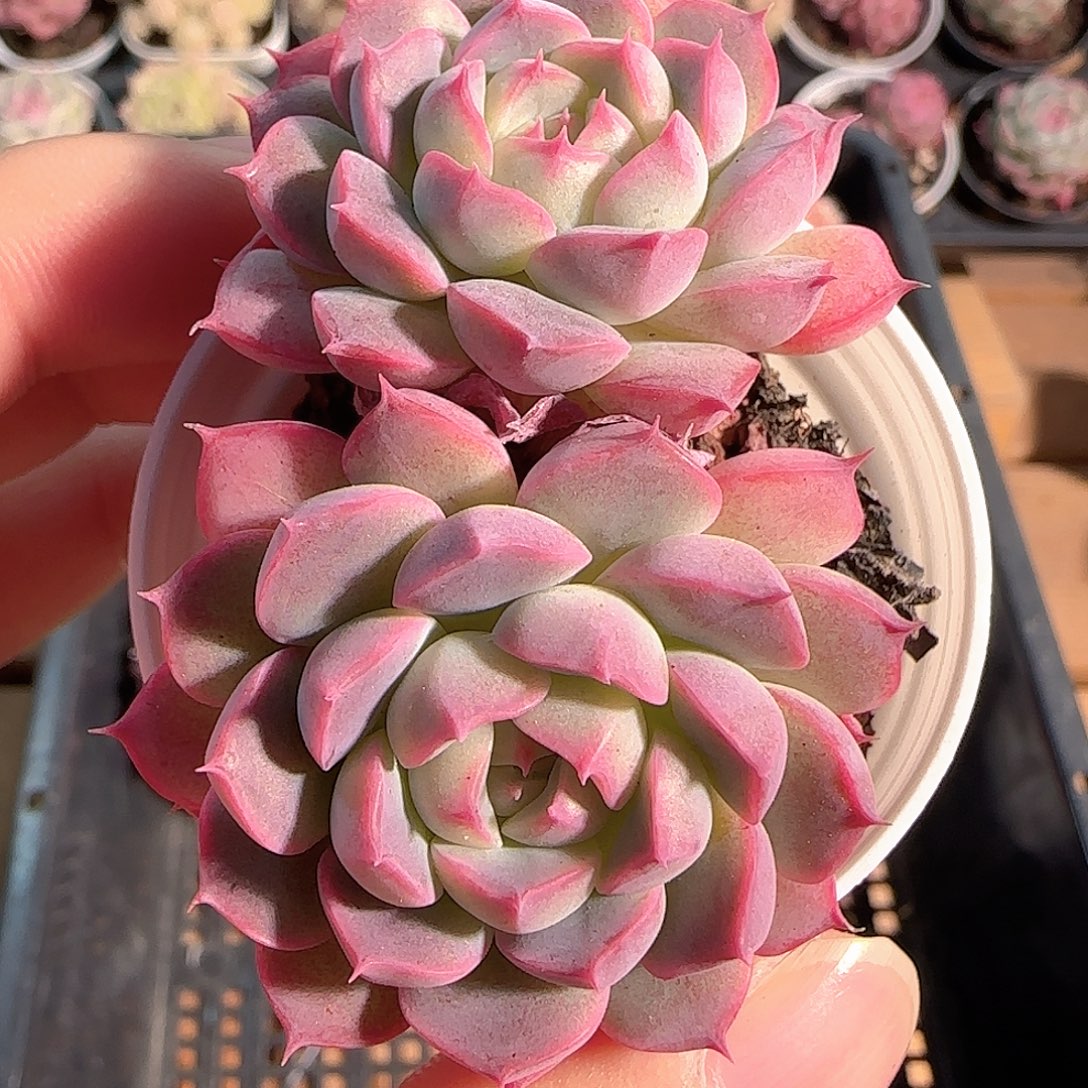 多肉1211-73福利福利