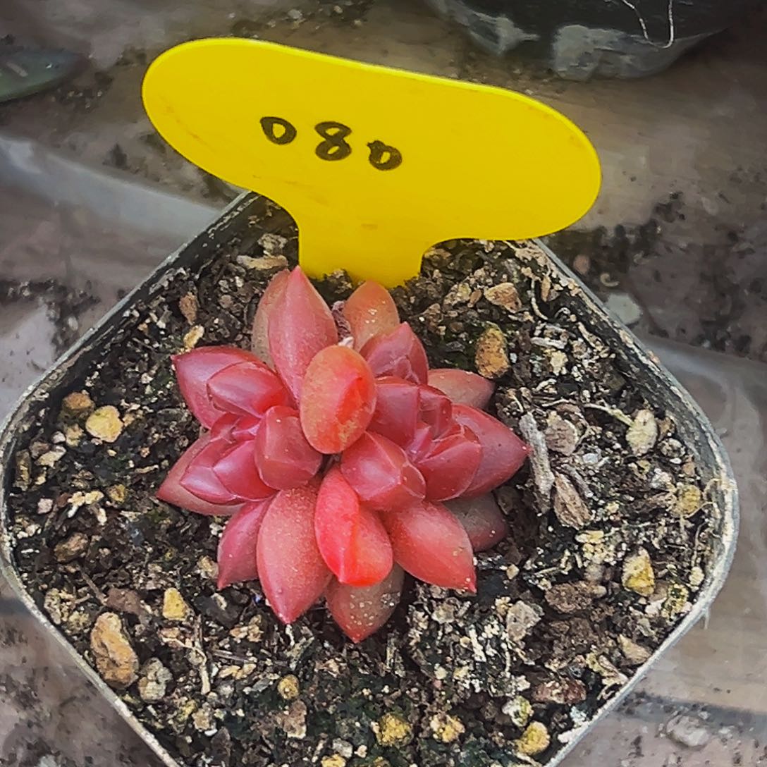 桔云多肉美人精品系列