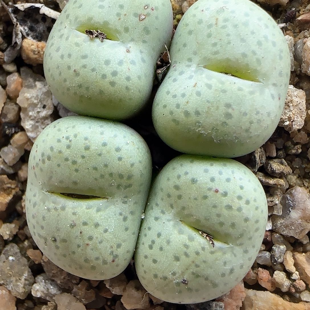 满28米包邮哦25321