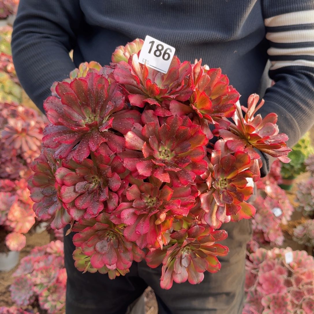 186美姬多肉植物