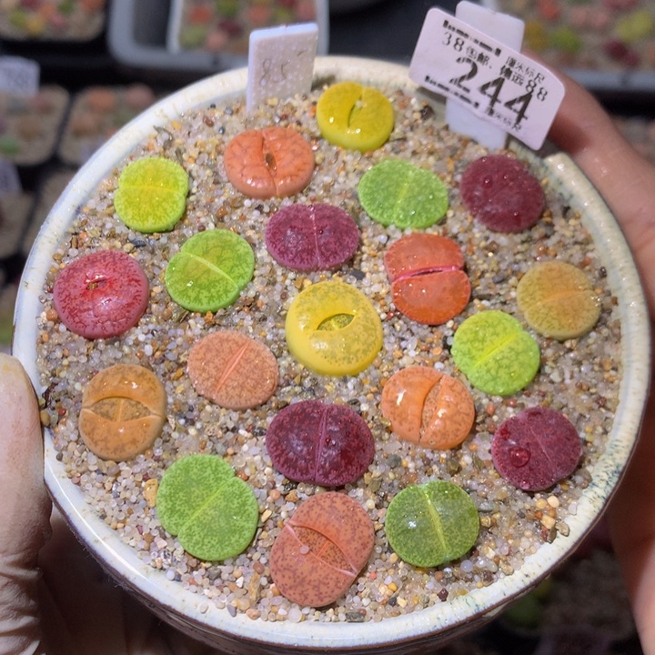 Sss精品生石花244