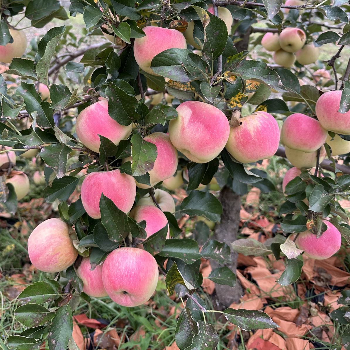 辽南水蜜苹果5斤包邮（9到12个）