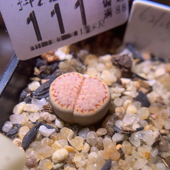 精品生石花221.111