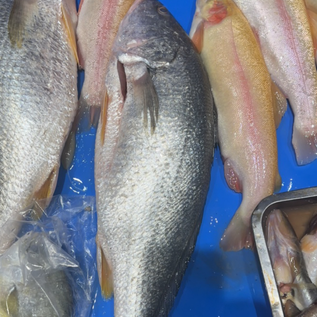 新鲜百花鱼一条4.7斤同城小时达送货上楼