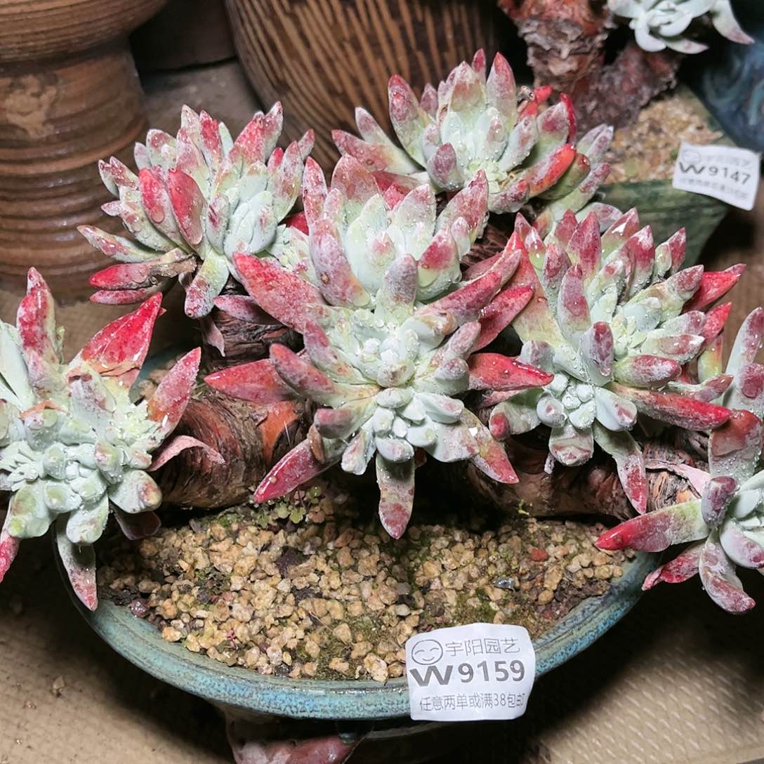 9159贝拉仙女杯多肉