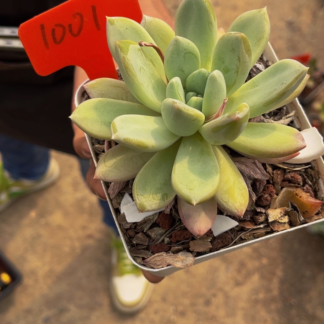 1001号上午多肉植物群生多肉