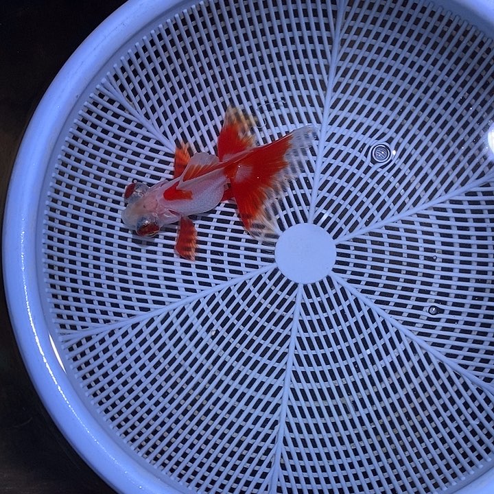 花***零金鱼一对一开箱包活