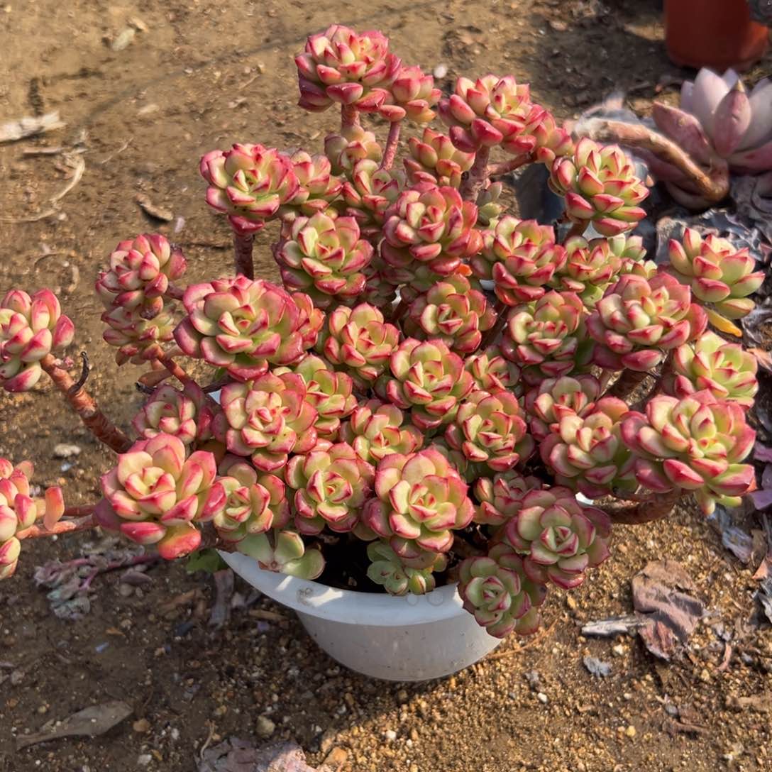 多肉植物探戈大群