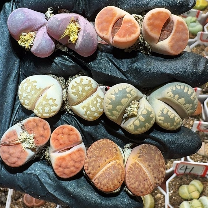 生石花2344:   262