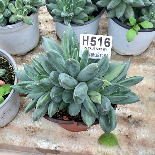 加***2重楼朵朵516 亏本处理退款拉黑7-8天发货