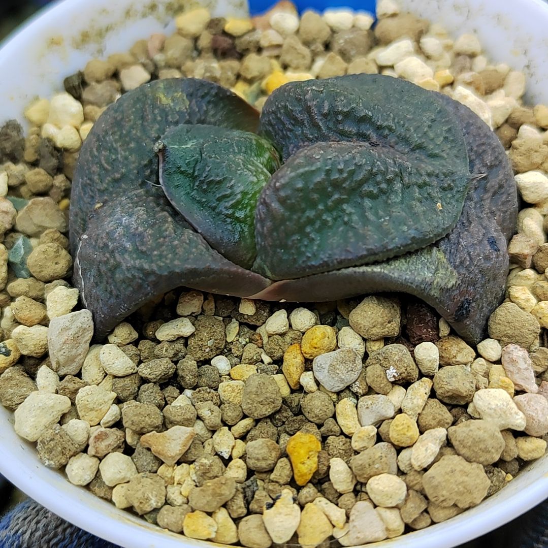 86号军配实生卧牛无锦株 6厘米左右一物一拍带盆