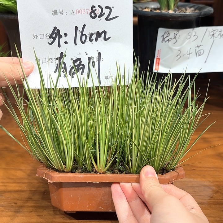 S***M完全开放花卉种植