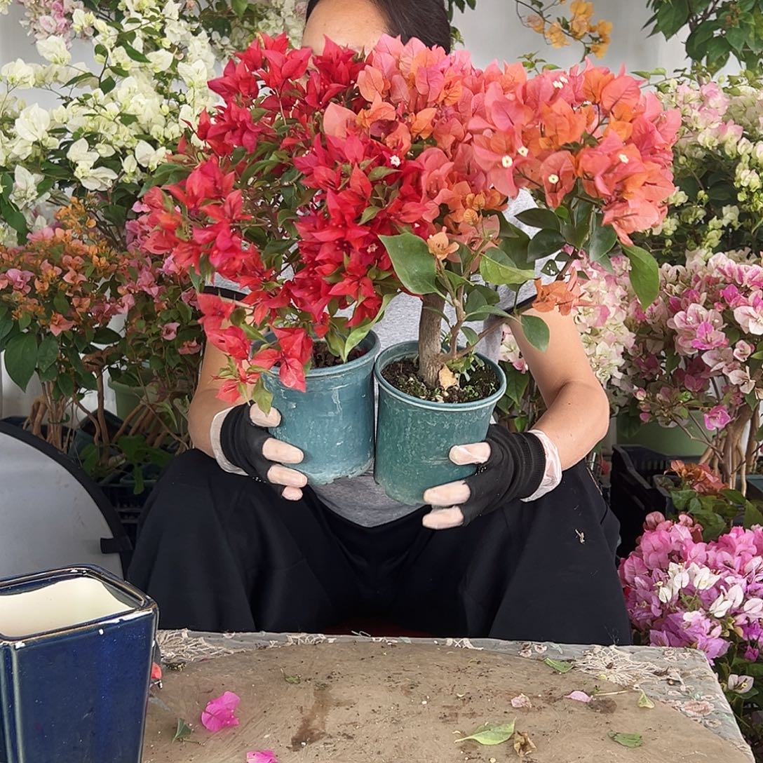 大部分花苞少量开放酒红桑巴，波妹组合