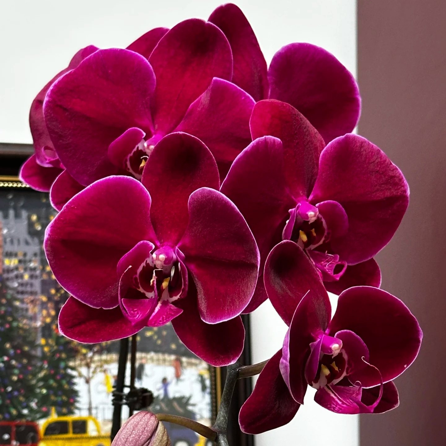 叶片开裂【牛记黑脸】3.5寸加高杯 室内高端花卉蝴蝶兰