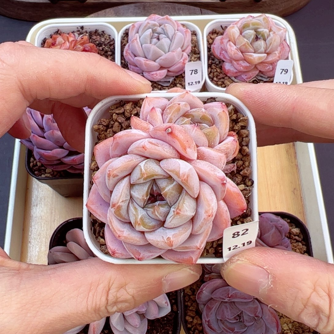 好好看82、哈哈哈哈