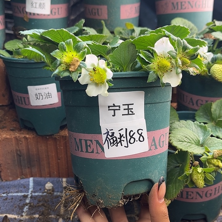 以实际为准加仑盆原盆原土