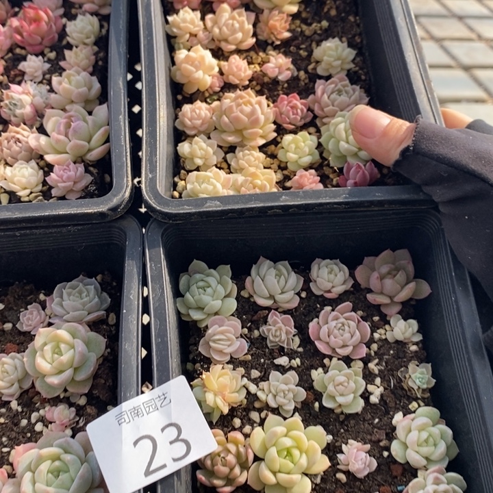 23 多肉植物盆栽植物