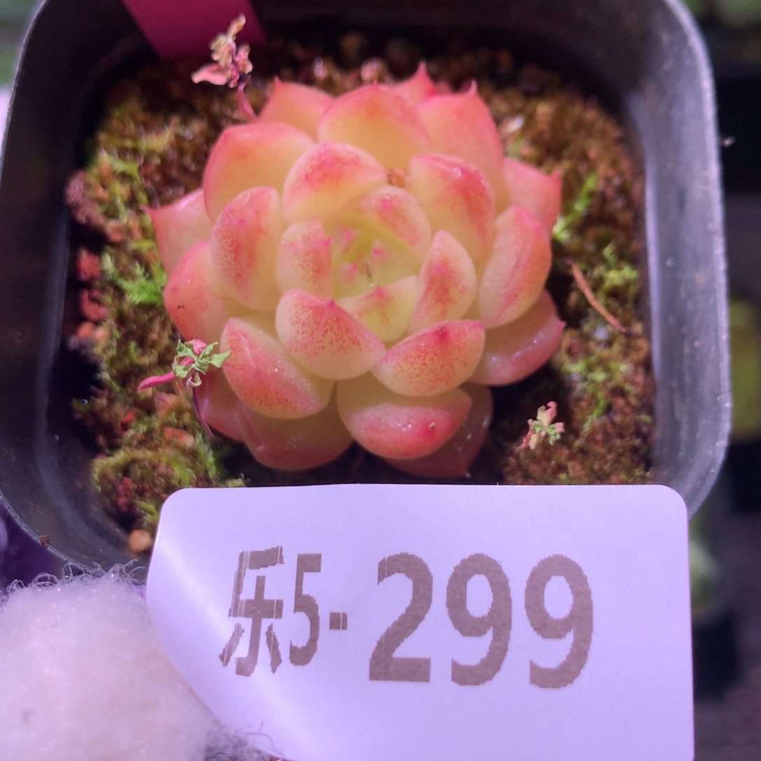 乐然 5-299 麦秆单头 