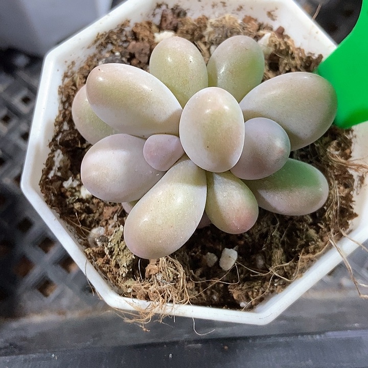 多肉植物奶酪927