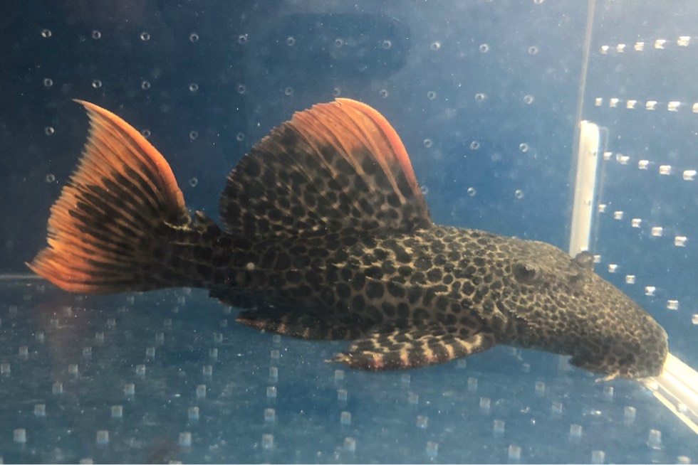 精品L600帝王血钻观赏鱼