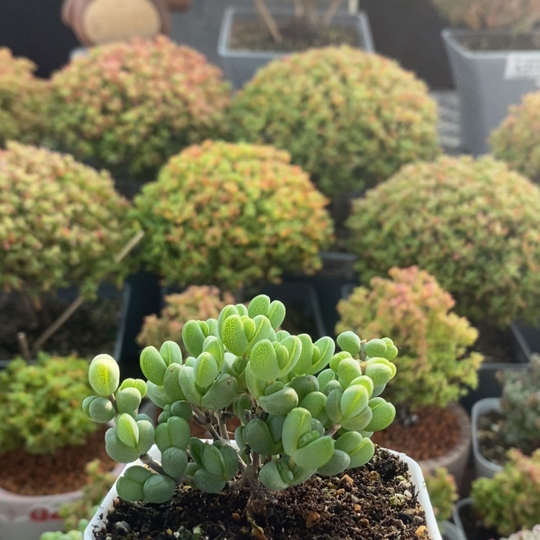 素***年元宝2400枝干番杏