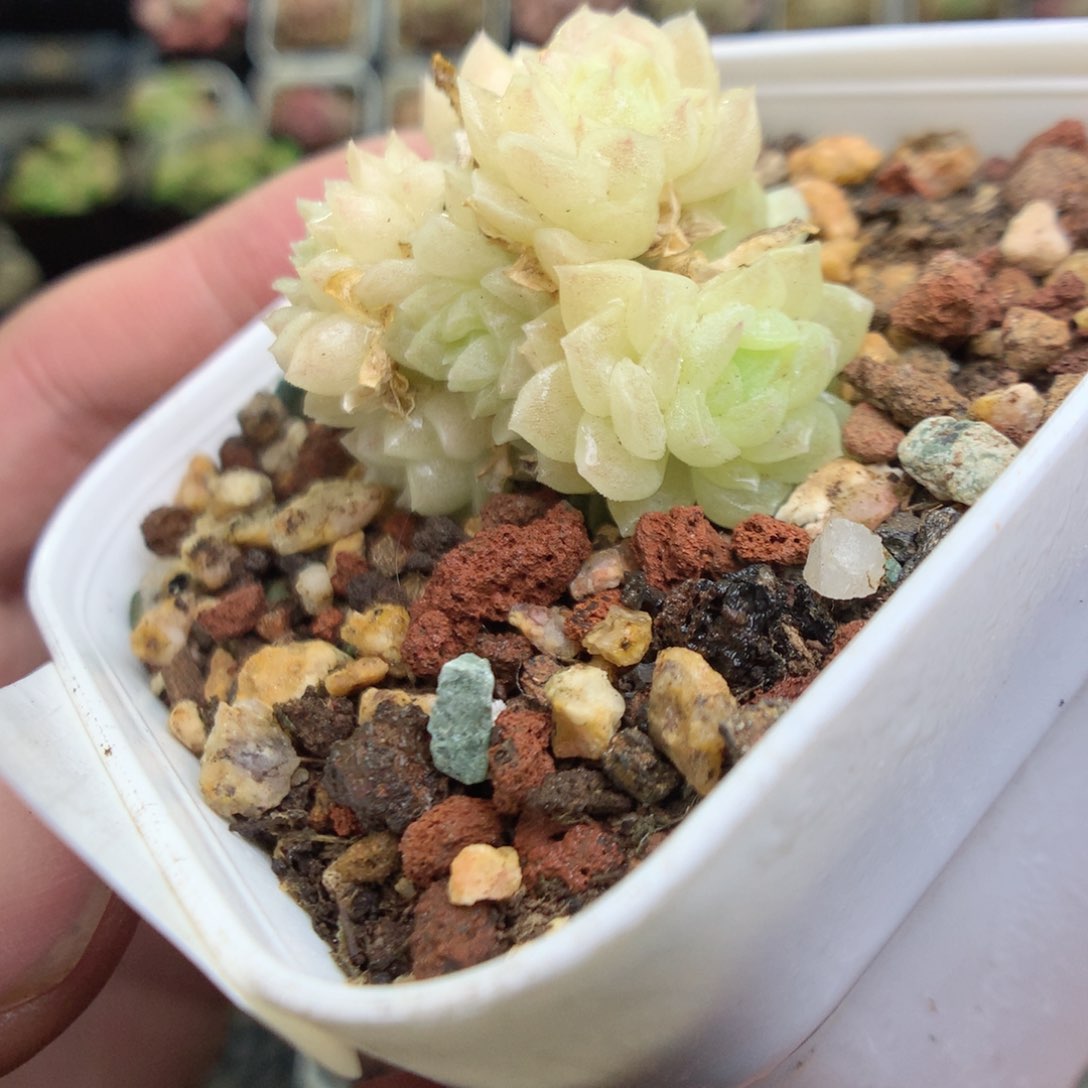 Q14y y y y y y y y y