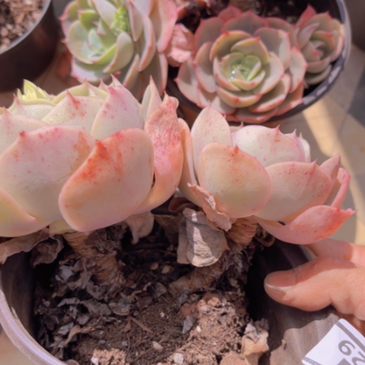 【闪购商品】蓝色苍鹭02129