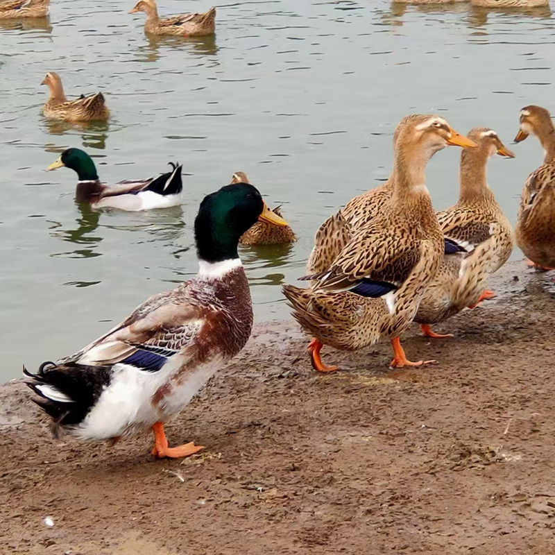 宠物鸡麻鸭青头鸭