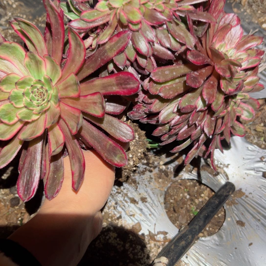 53 号多肉植物法师新年福利